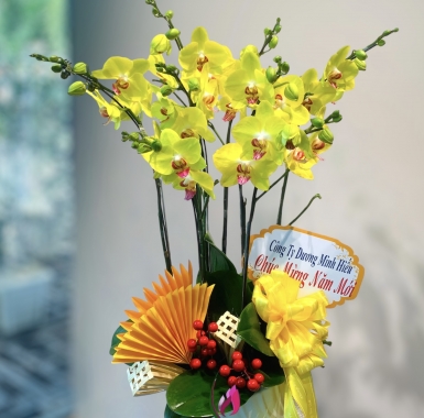 LHĐ Tết06 4 Cây 2 Vòi