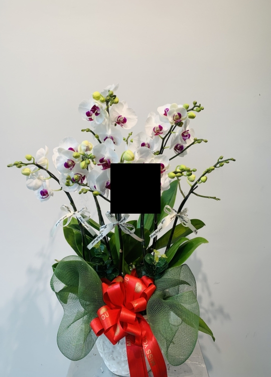 LHĐ Tết026 4 Cây