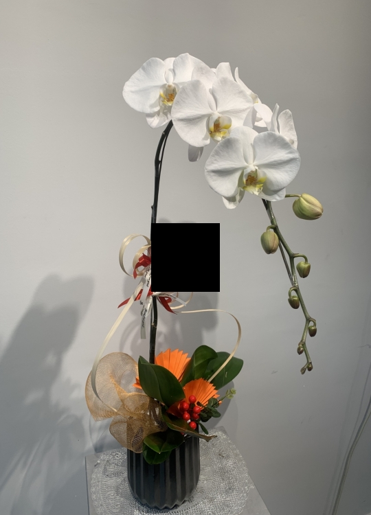 LHĐ Tết17 1 Cây