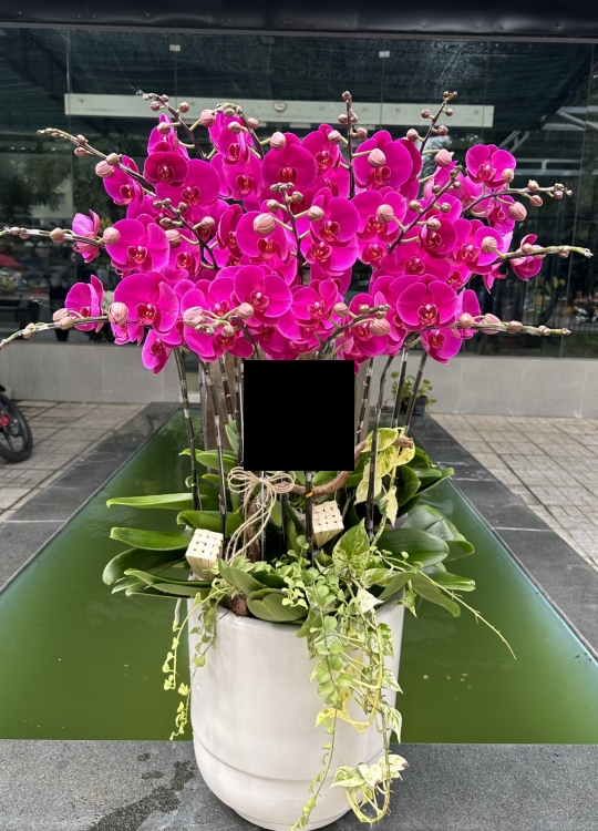 Sắc Tím Trái Tim- 16 Cây