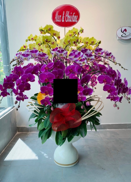 Hoa Chúc Mừng 3 màu - 30 Cây