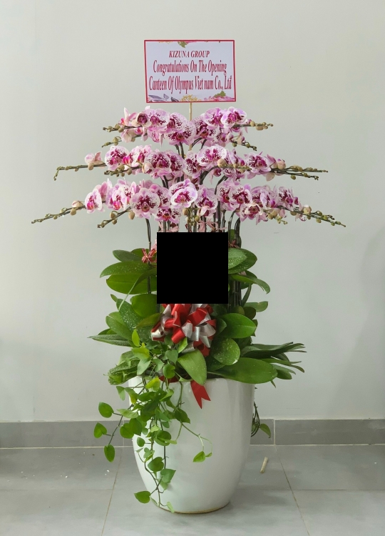 Chậu Lan Kỉ Niệm- 20 Cây