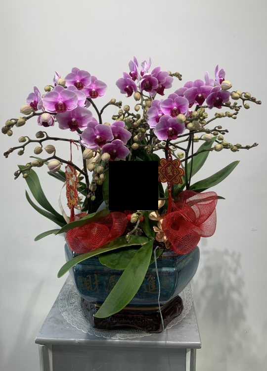 Mini tiểu Cảnh - 6 Cây