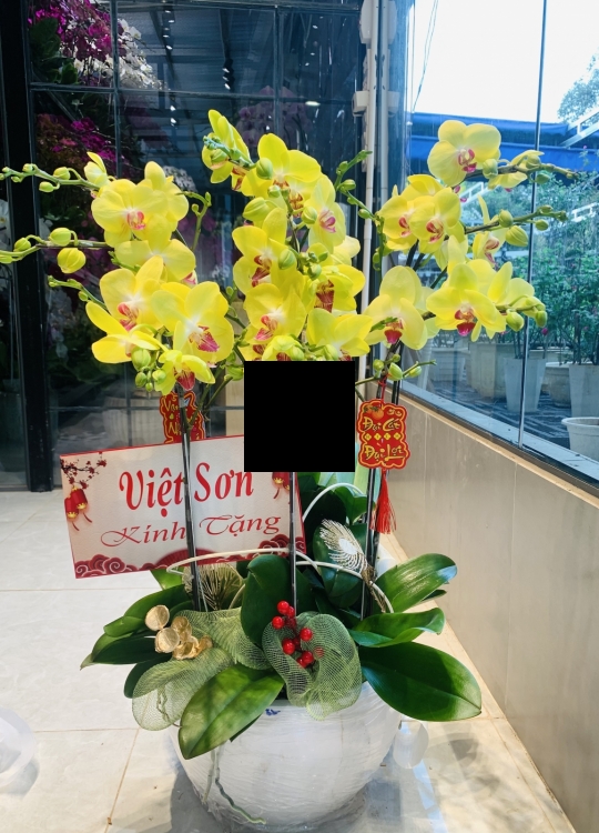 Hoa Vàng Tri Ân - 8 Cây 