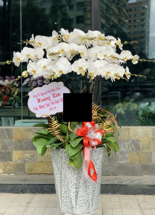 Lan Chúc Mừng- 15 Cây