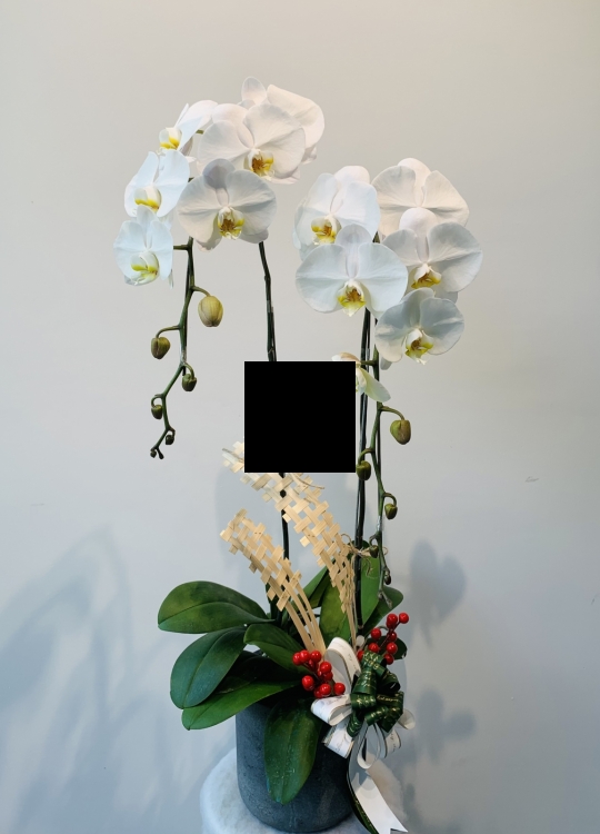 LHĐ Tết031 2 Cây
