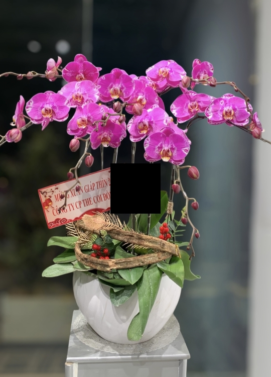 Tết Phát Tài - 7 Cây